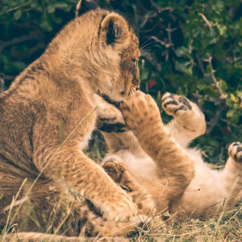Two playful lion cubs at play, Kenya