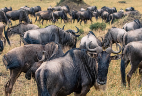 Promo Migration eBook 1439x1685 1