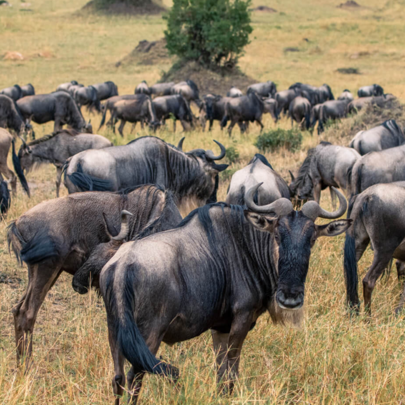 Promo Migration eBook 1439x1685 1