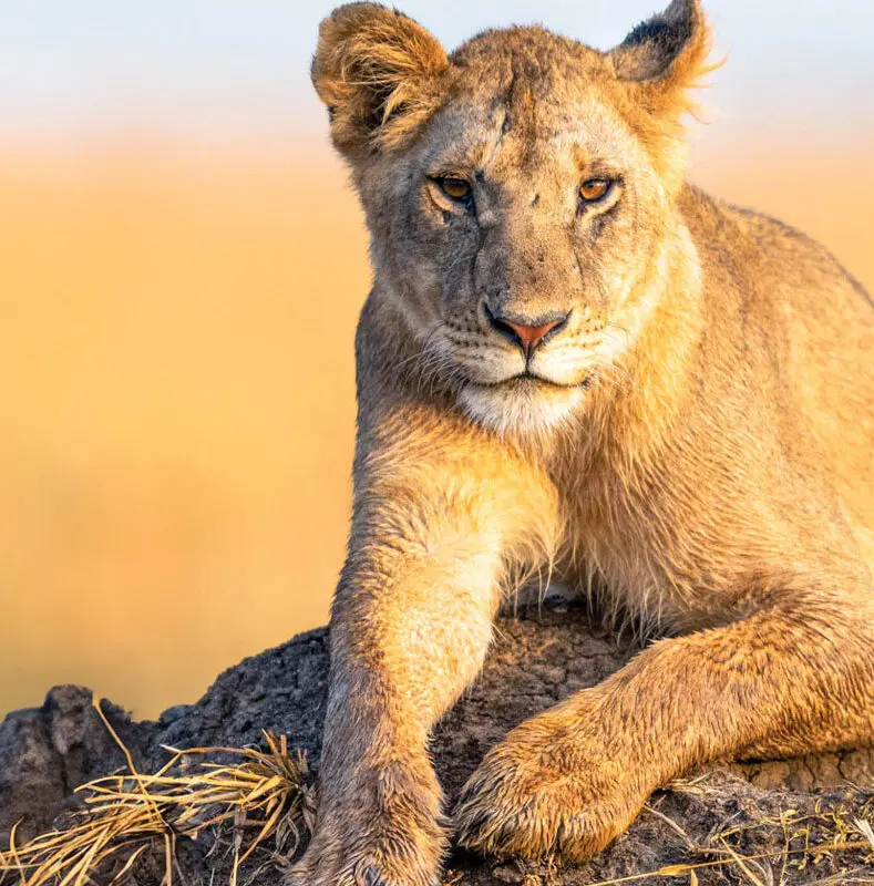 Female lion sat on a rock in golden sun, at Rekero Camp, northern serengeti, Tanzania