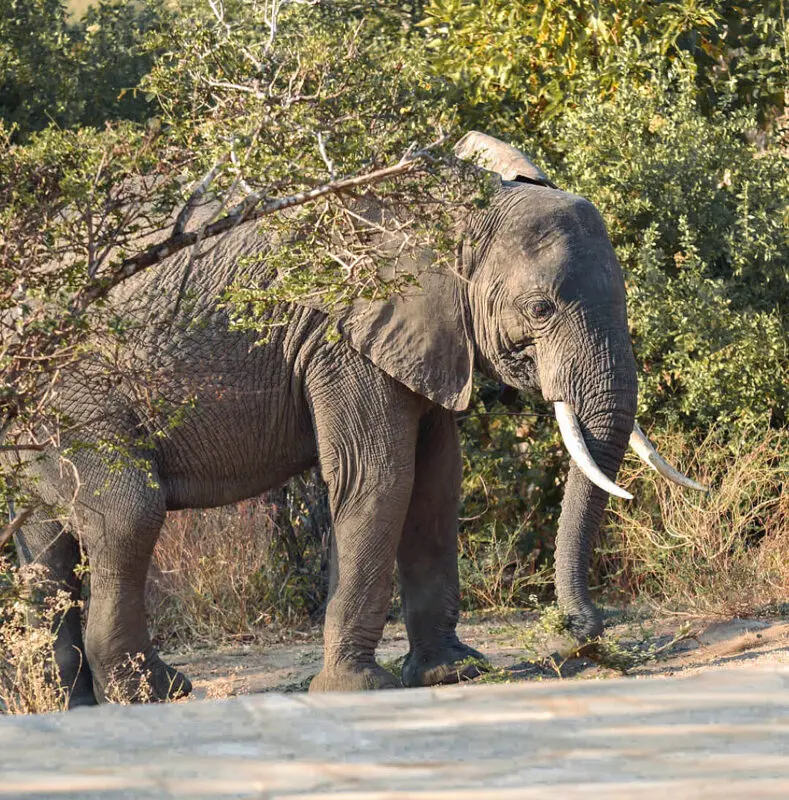Roho ya Selous Camp, Nyerere National Park, elephant near the pool walking through trees
