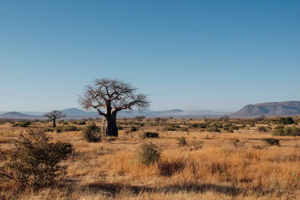 Ruaha, East Africa