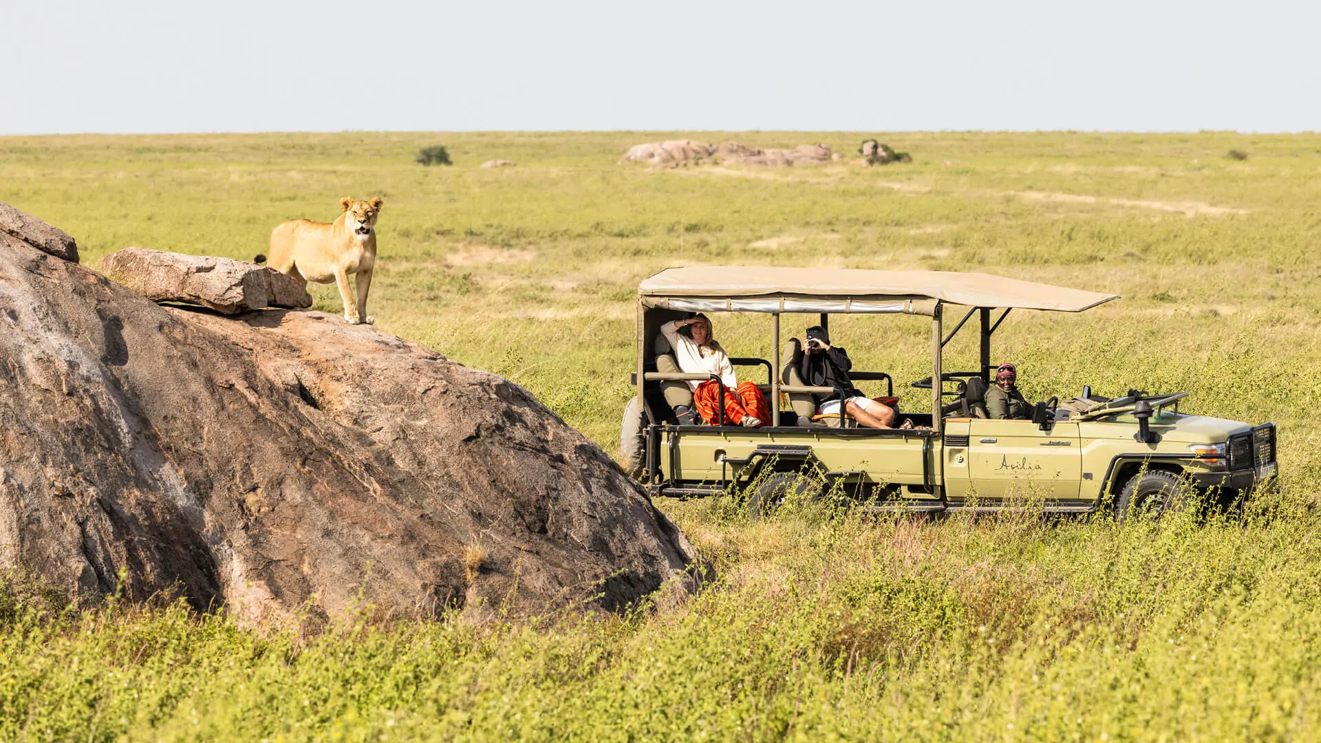 Two guests observe a lioness on a rock from their safari vehicle near Olakira Camp in Tanzania - Asilia Africa