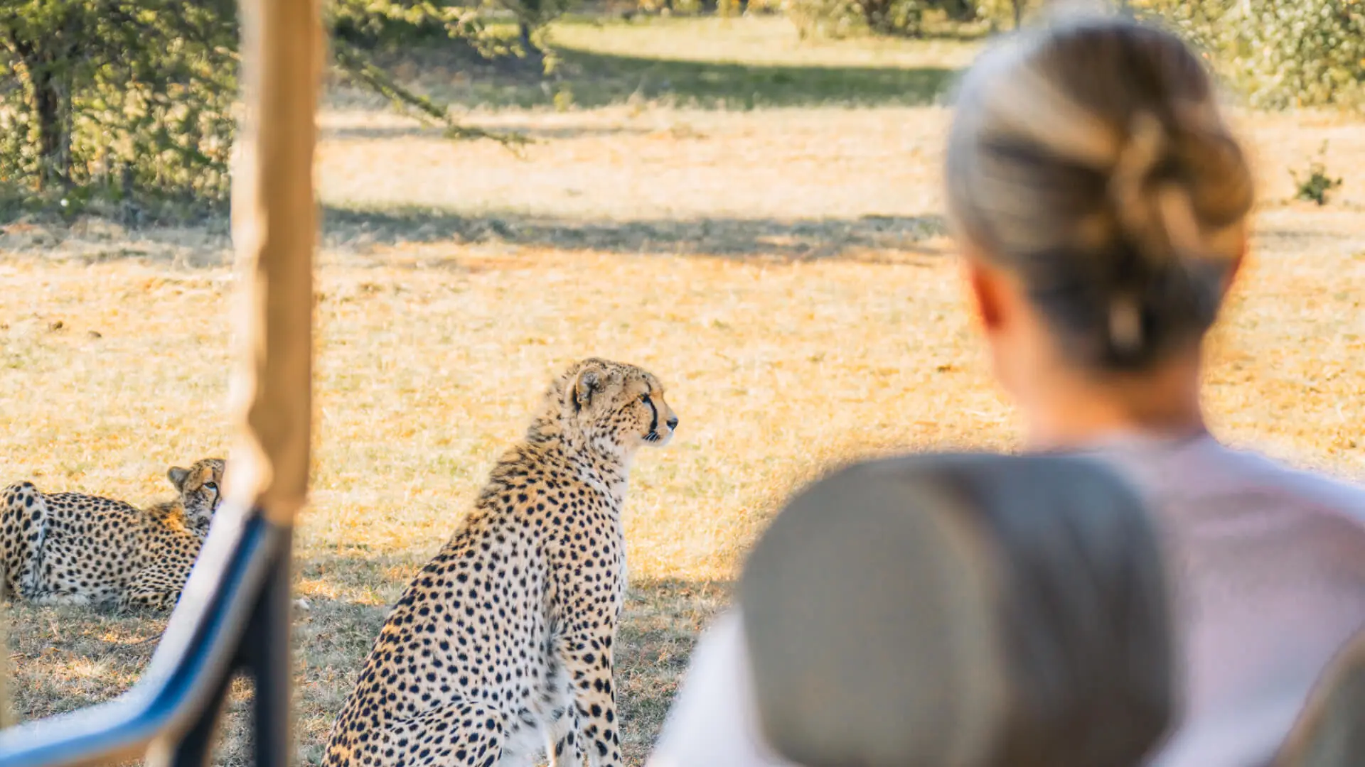 A guest observes a cheetah on a game drive