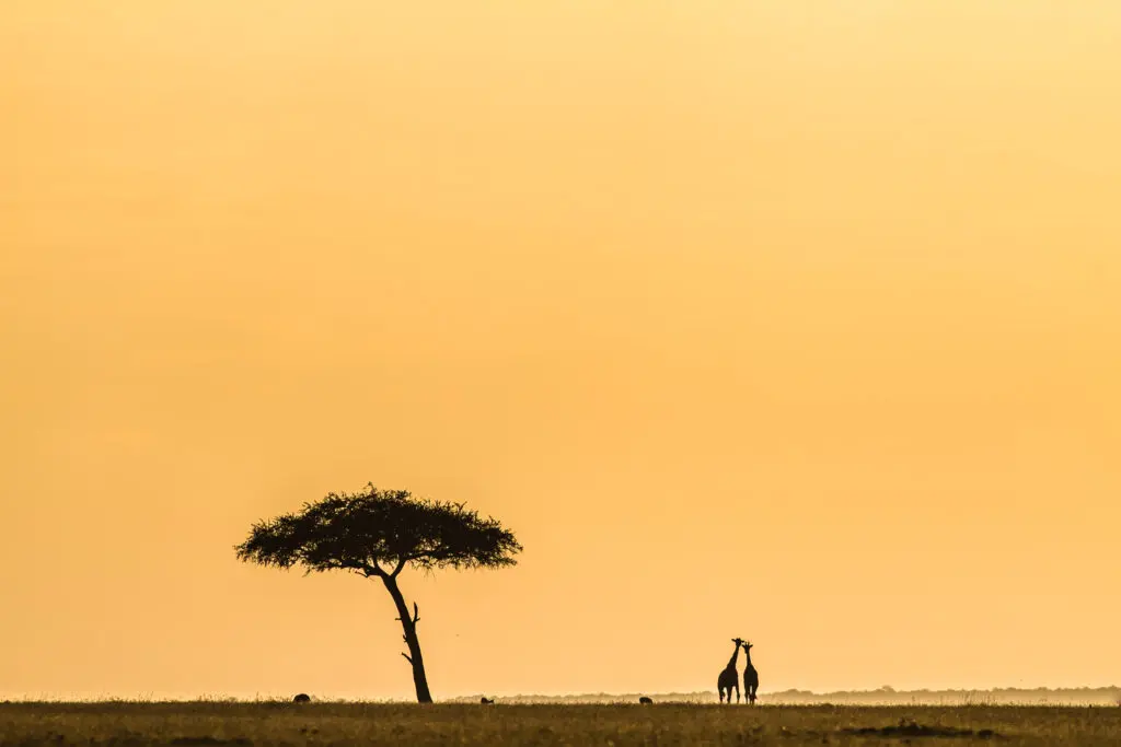 Rolling grasslands and an acacia tree with the silhouette of two giraffes in the distance