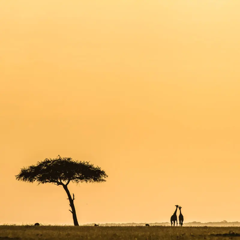 Rolling grasslands and an acacia tree with the silhouette of two giraffes in the distance