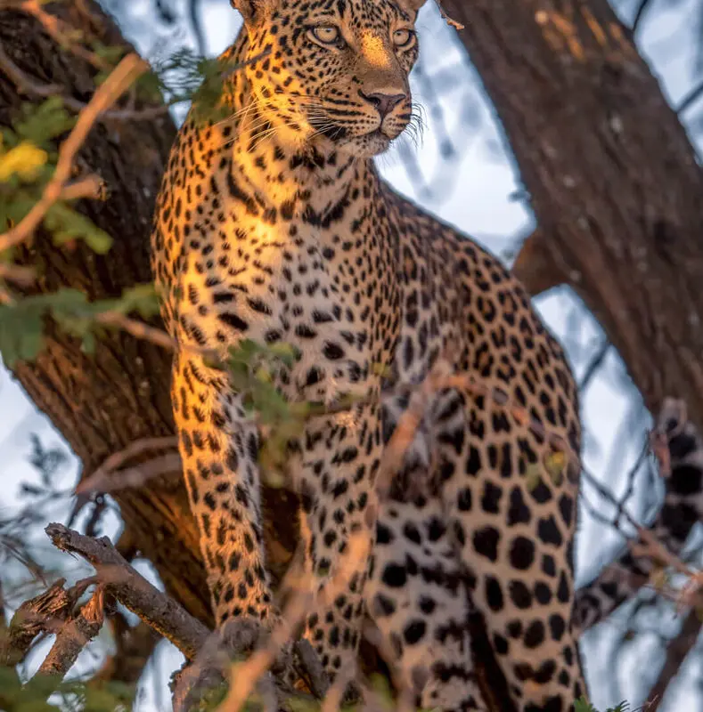 Sayari Retreat, Serengeti National Park, wildlife, leopard in a tree through some branches