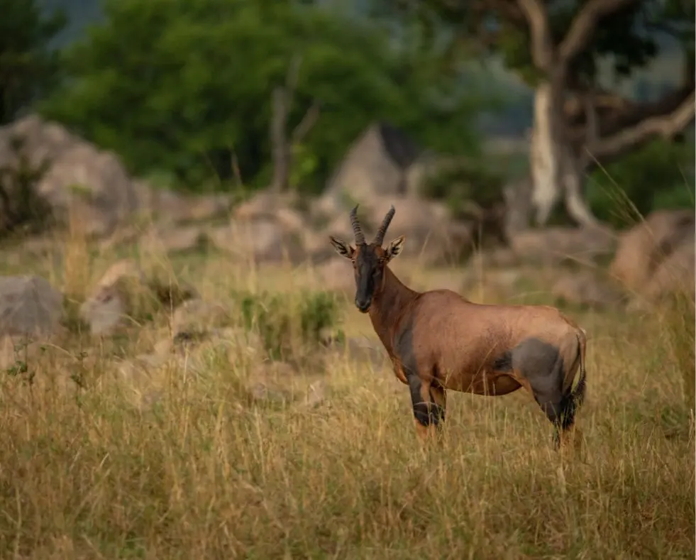 Sayari Camp, Northern Serengeti, topi standing in the grass with rocks in the background