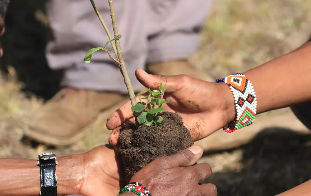 Seedlings being planted at Naboisho Camp