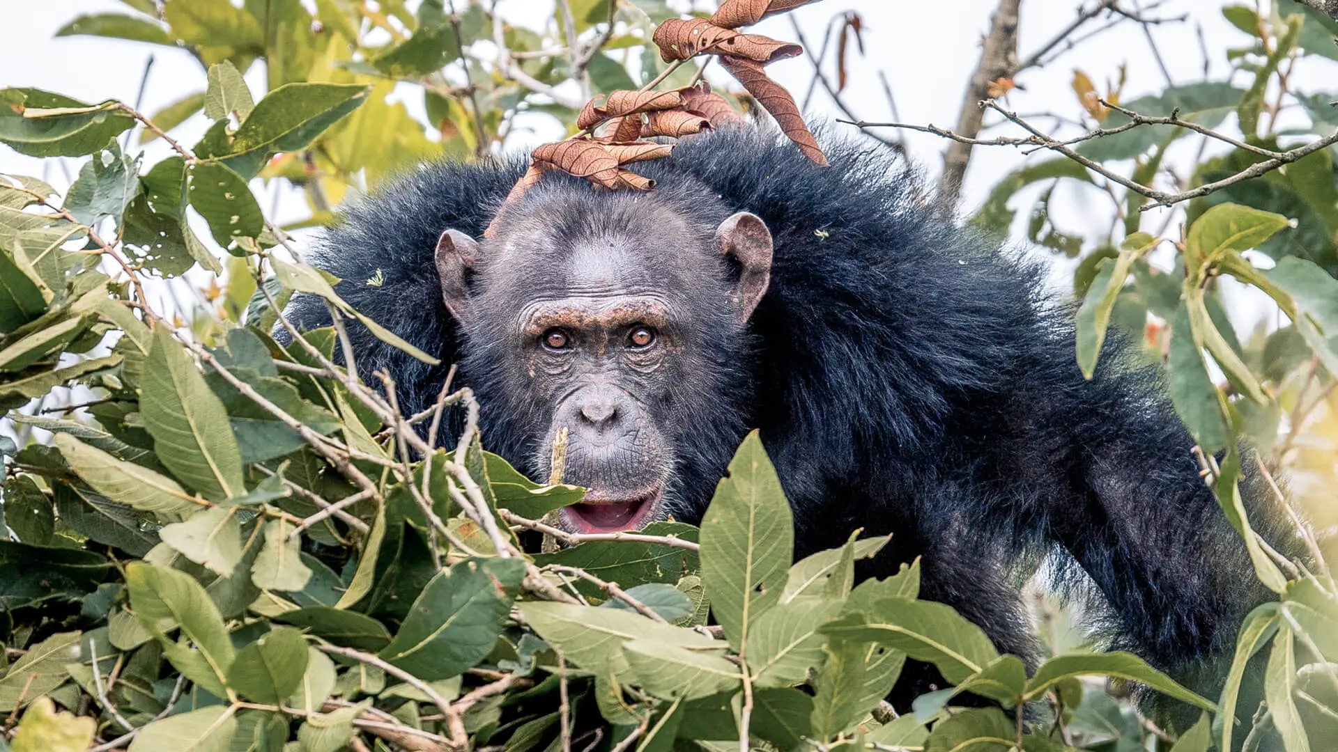A chimp looks directly at the camera with a leaf on his head