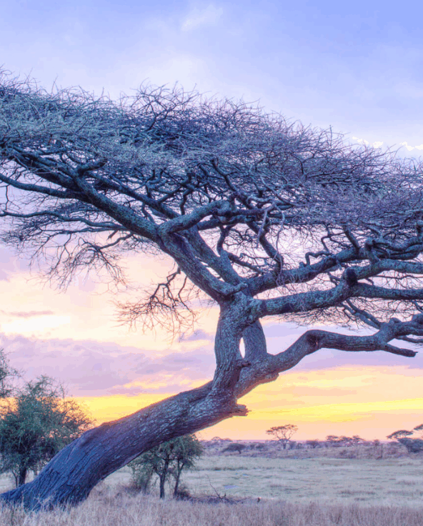Acacia tree at dawn, Namiri Plains, Serengeti National Park, Tanzania