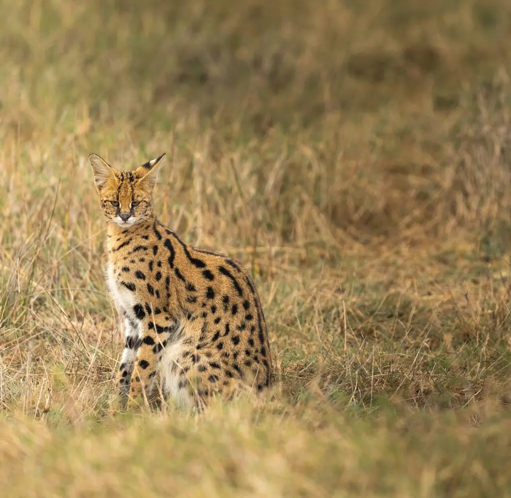 Serval, Namiri Plains, Serengeti National Park, Tanzania