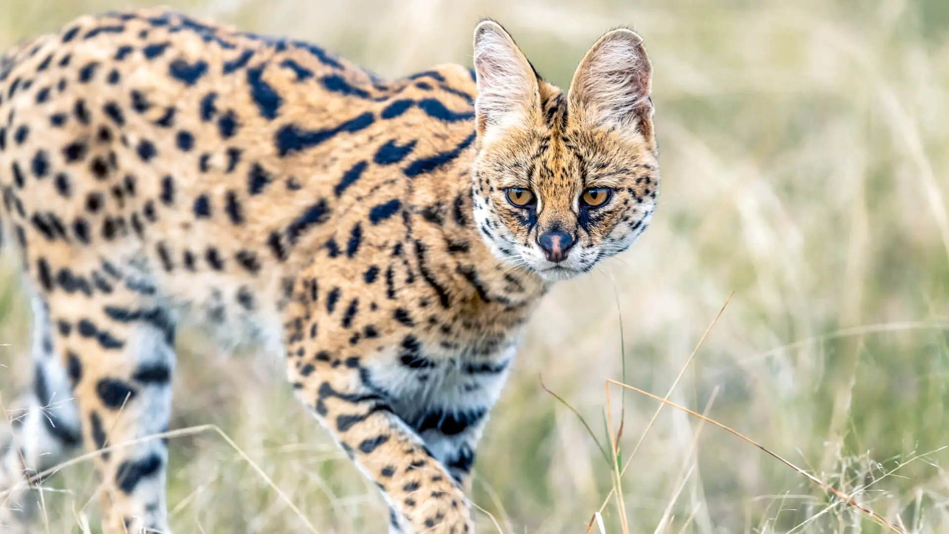 A serval cat in the grass, Masai Mara Reserve