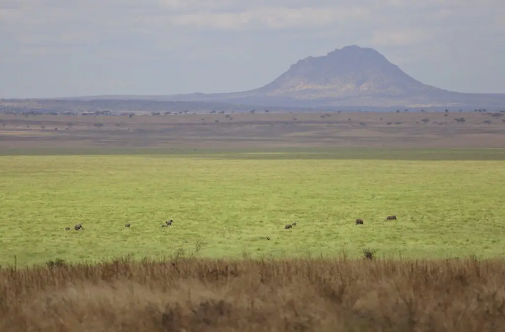 Silale Swamp, Tarangire National Park
