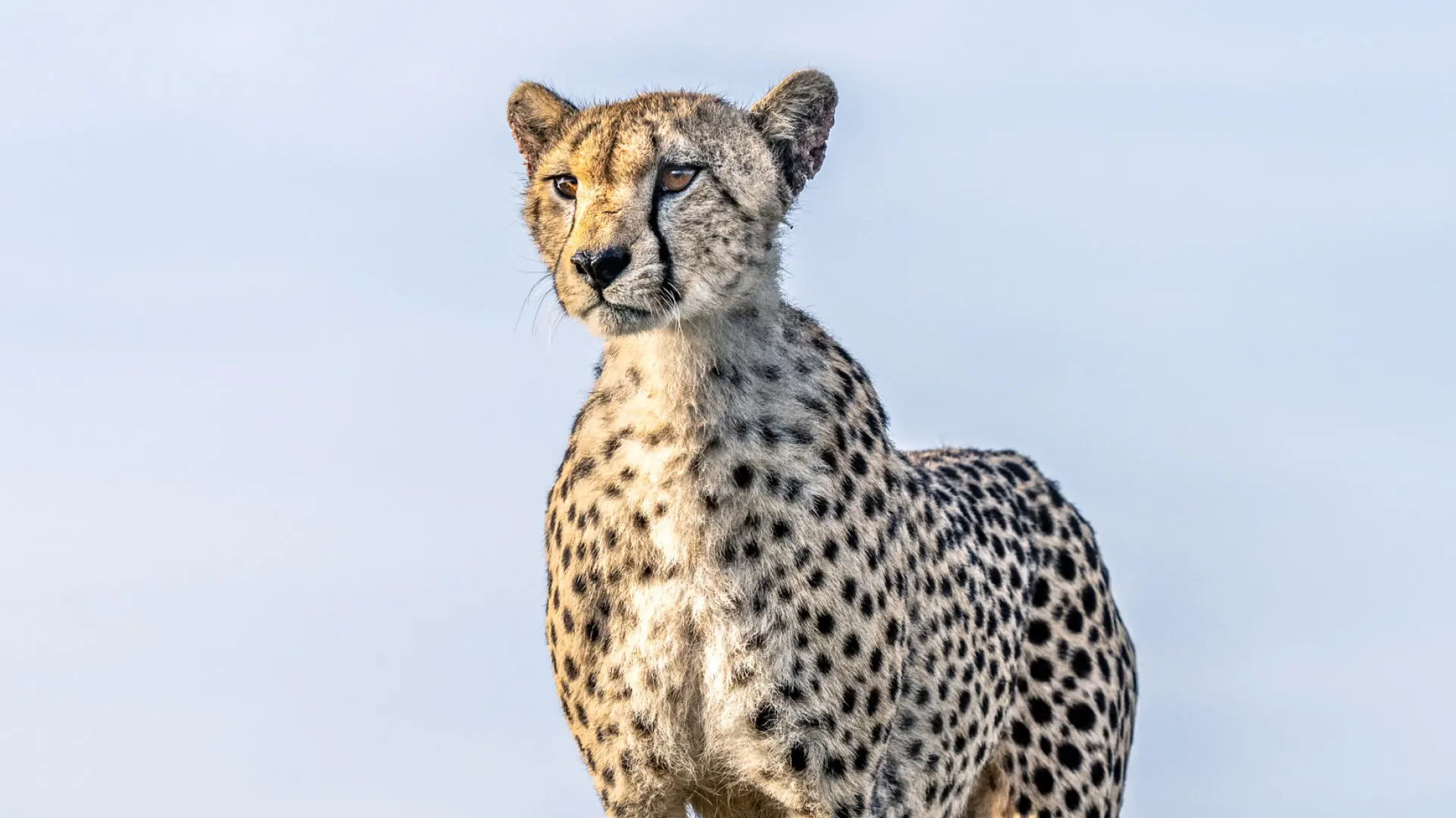 Cheetah stood on a rock in east africa