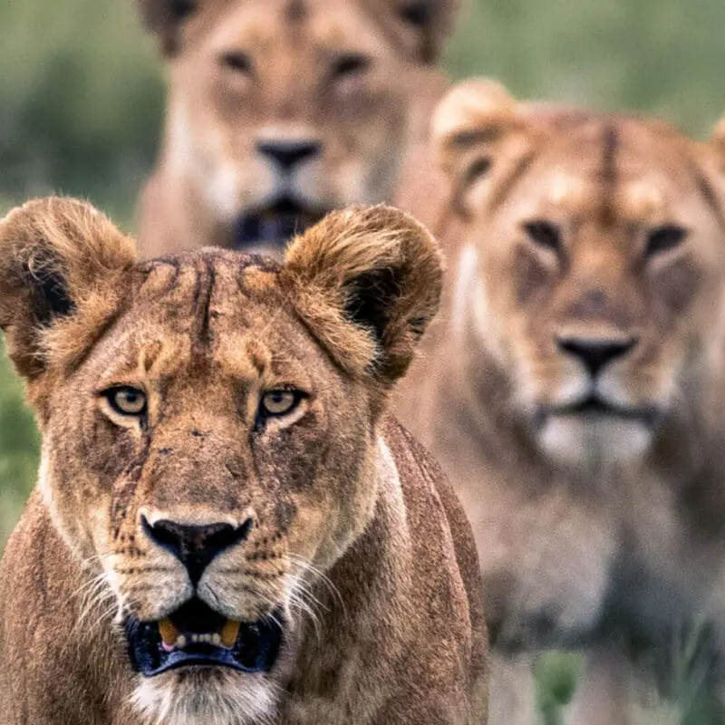 Group of lion walking in grass in east africa