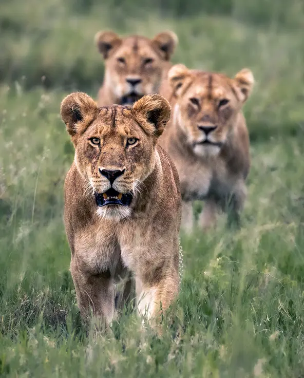 Group of lion walking in grass in east africa