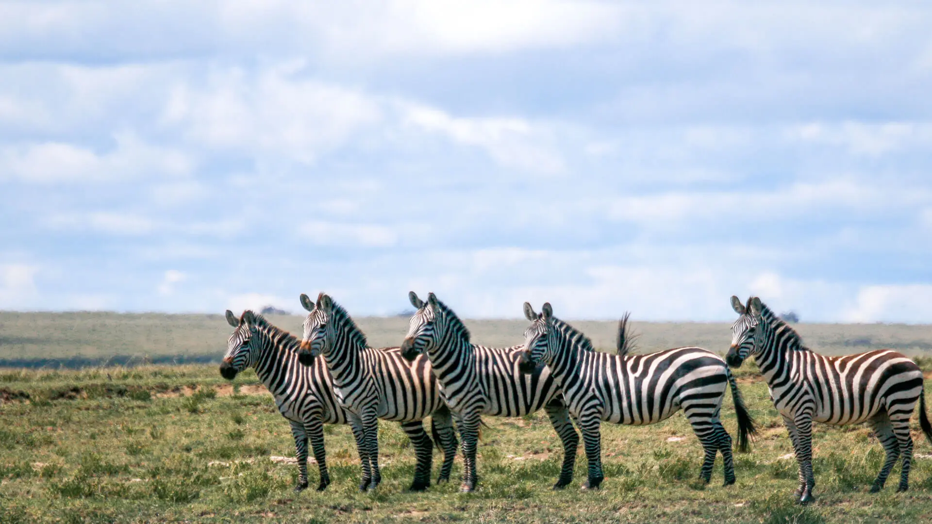 A herd of zebra stood facing left in east africa