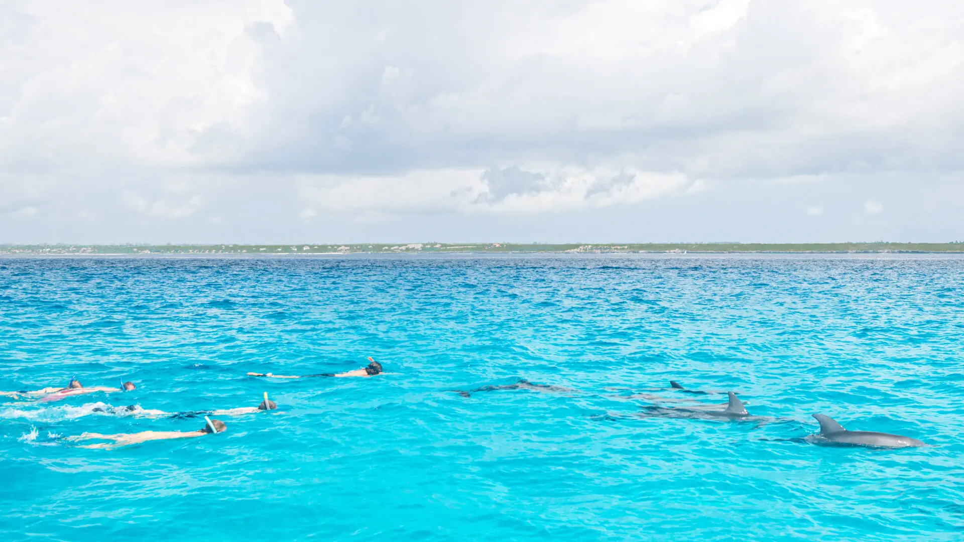 Asilia guests snorkelling with dolphins in the water waters of Zanzibar.