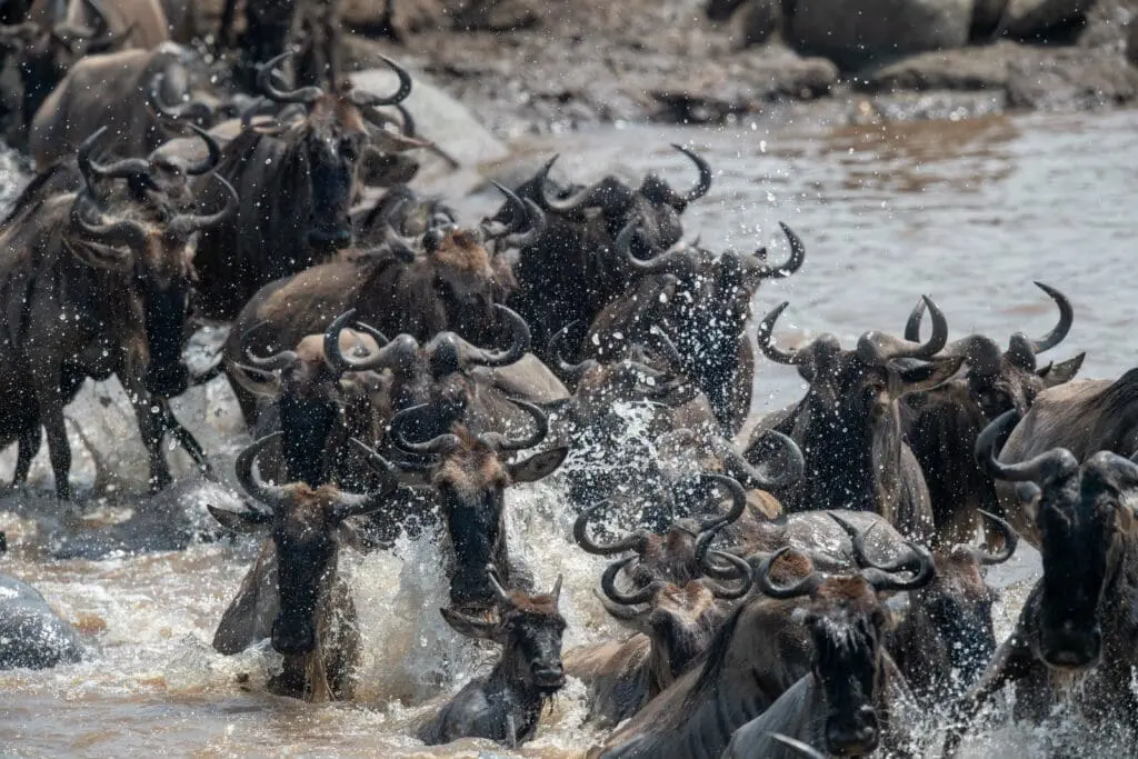 The great migration river crossing near Sayari Camp Serengeti National Park Tanzania
