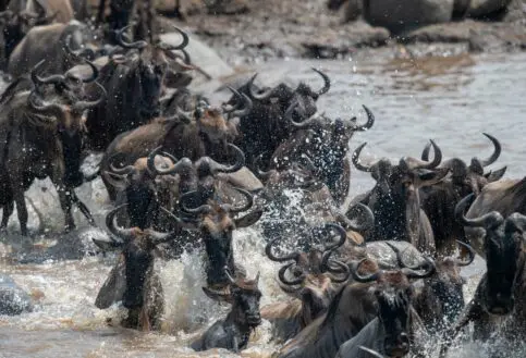 The great migration river crossing near Sayari Camp Serengeti National Park Tanzania