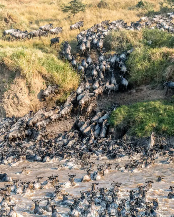 The massive herds of the migration crossing a muddy river in Tanzania