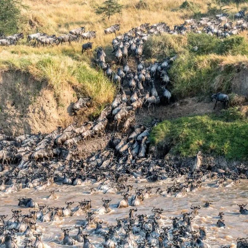 The massive herds of the migration crossing a muddy river in Tanzania