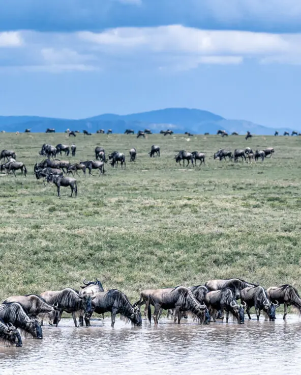 Herds of wildebeest dot the Tanzanian plains, with a group in the foreground drinking from a lake