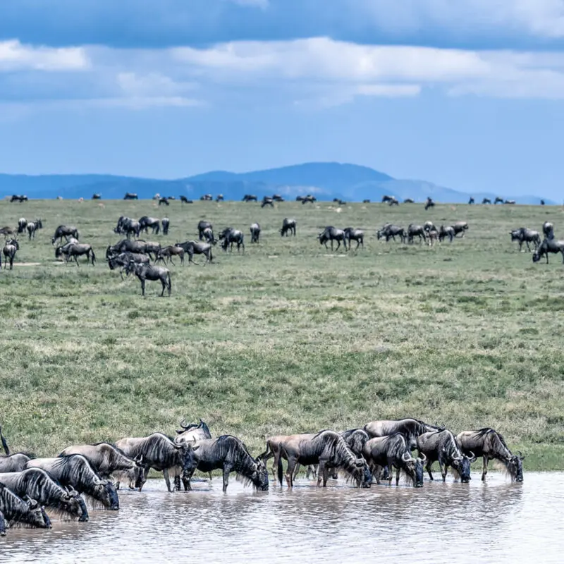 Herds of wildebeest dot the Tanzanian plains, with a group in the foreground drinking from a lake