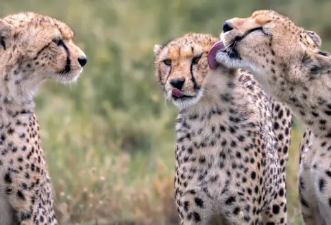 Three young cheetah groom each other, Serengeti, Tanzania