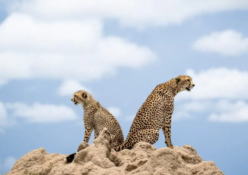 Two cheetah survey the surrounding plains, Eastern Serengeti