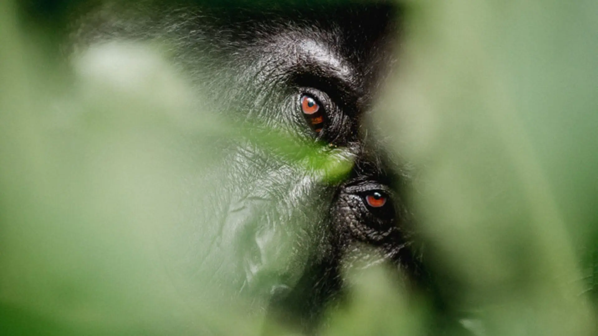 A close up of a gorilla's face hiding in the trees in Uganda