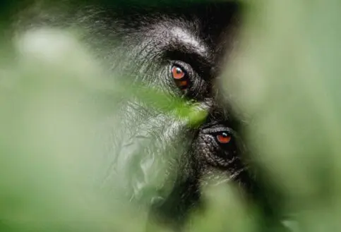 A close up of a gorilla's face hiding in the trees in Uganda