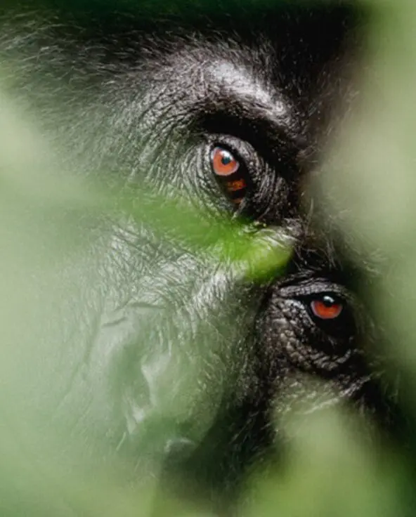 A close up of a gorilla's face hiding in the trees in Uganda