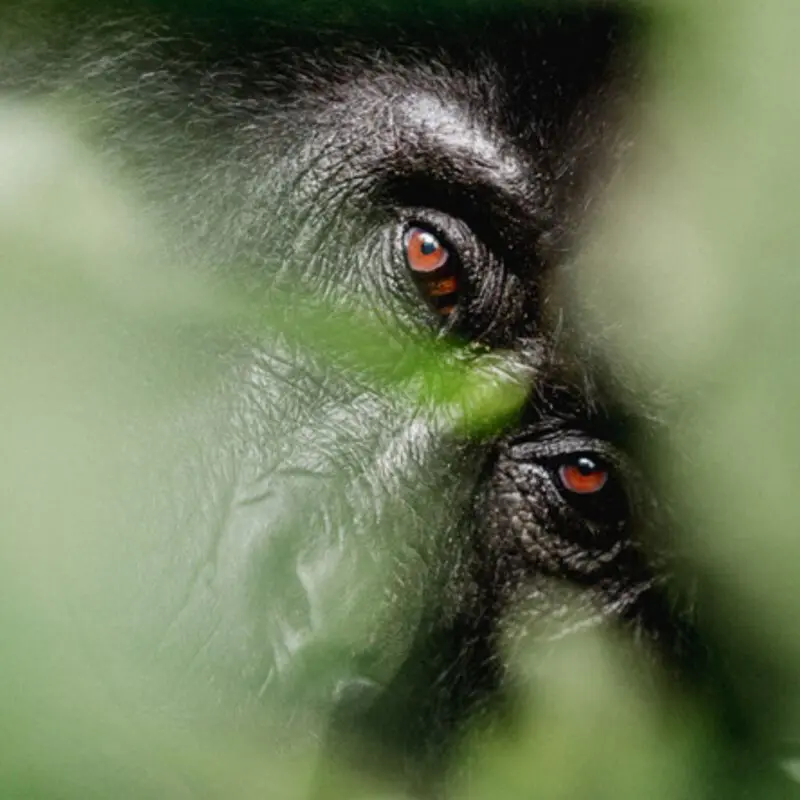 A close up of a gorilla's face hiding in the trees in Uganda