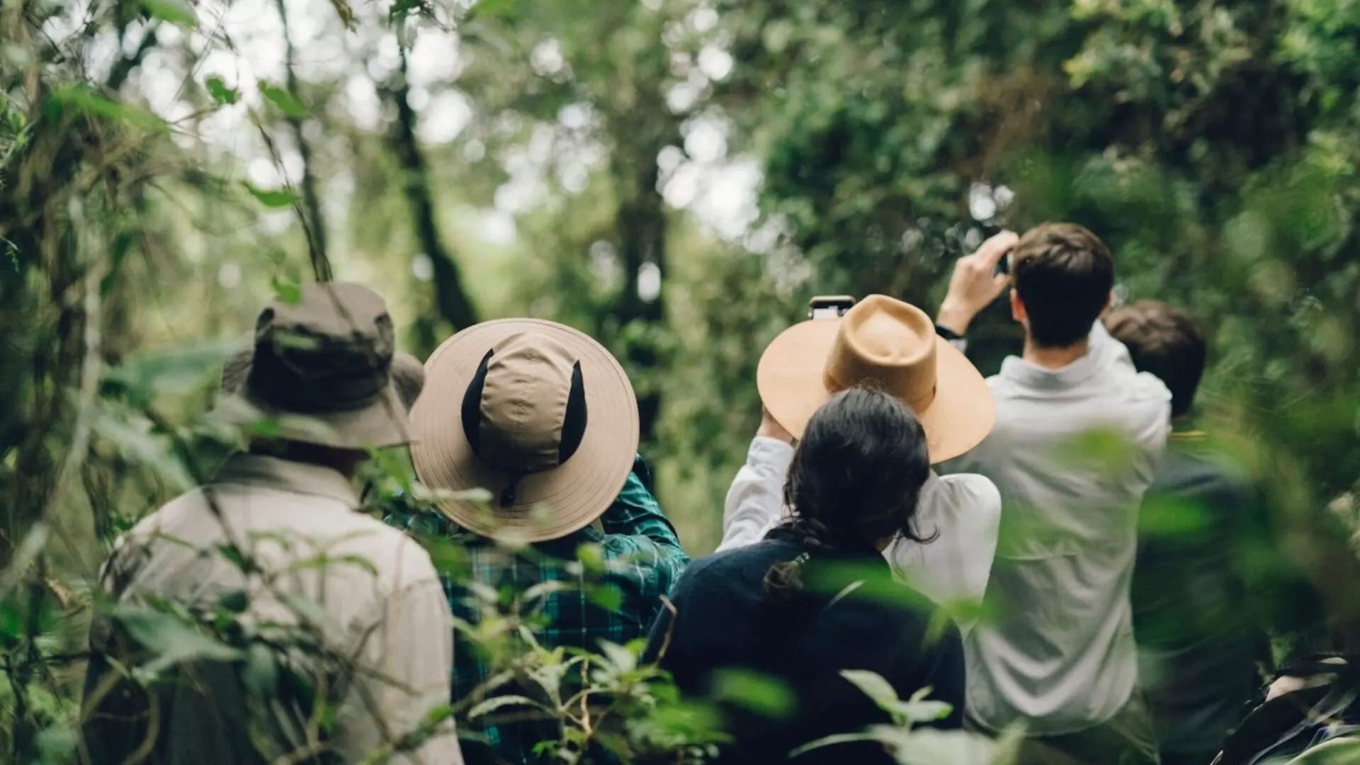Group of people on a Gorilla Trek in Uganda looking up into the trees
