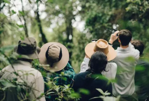 Group of people on a Gorilla Trek in Uganda looking up into the trees