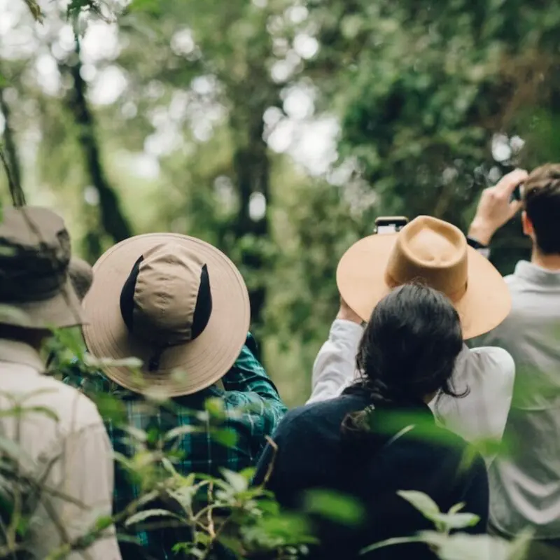 Group of people on a Gorilla Trek in Uganda looking up into the trees