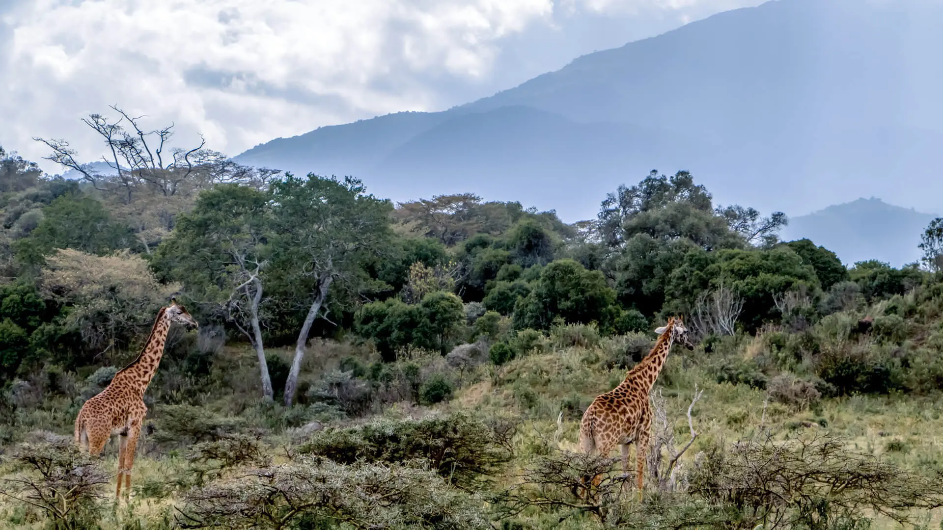 View of giraffe in Arusha