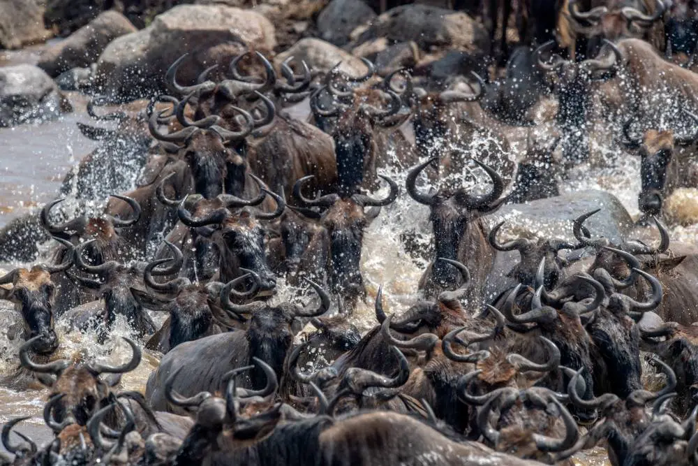 Wildebeest River Crossing