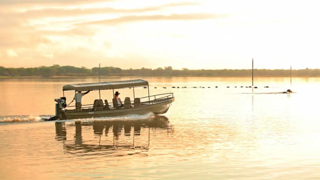 Guests on a boat safari watching hippo play in the water at dusk - Nyerere, Tanzania