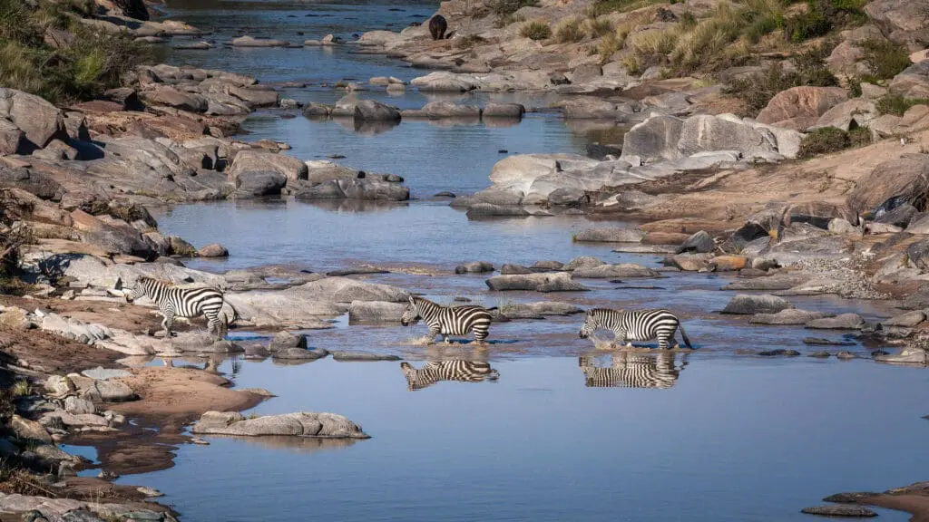 Zebra crossing the Talek River in front of Rekero Camp