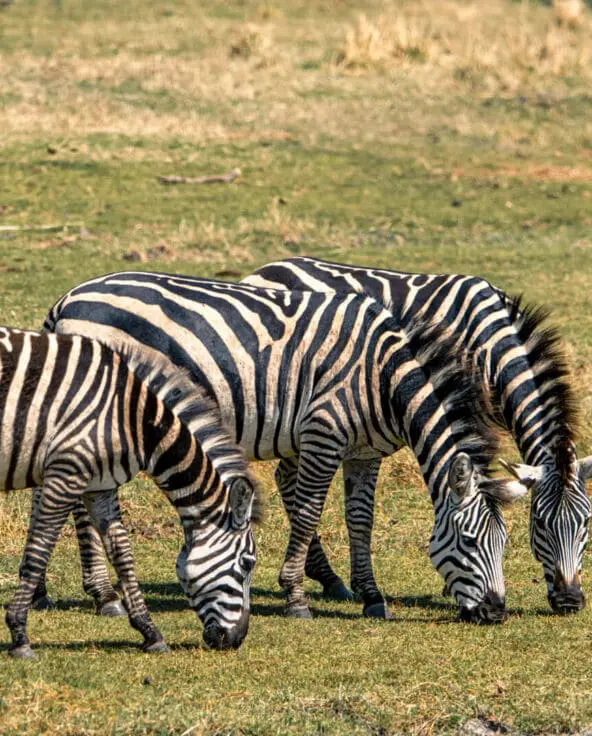 Three zebras graze while a waterbuck look on - Ngorongoro, Tanzania