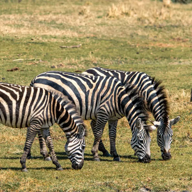 Three zebras graze while a waterbuck look on - Ngorongoro, Tanzania