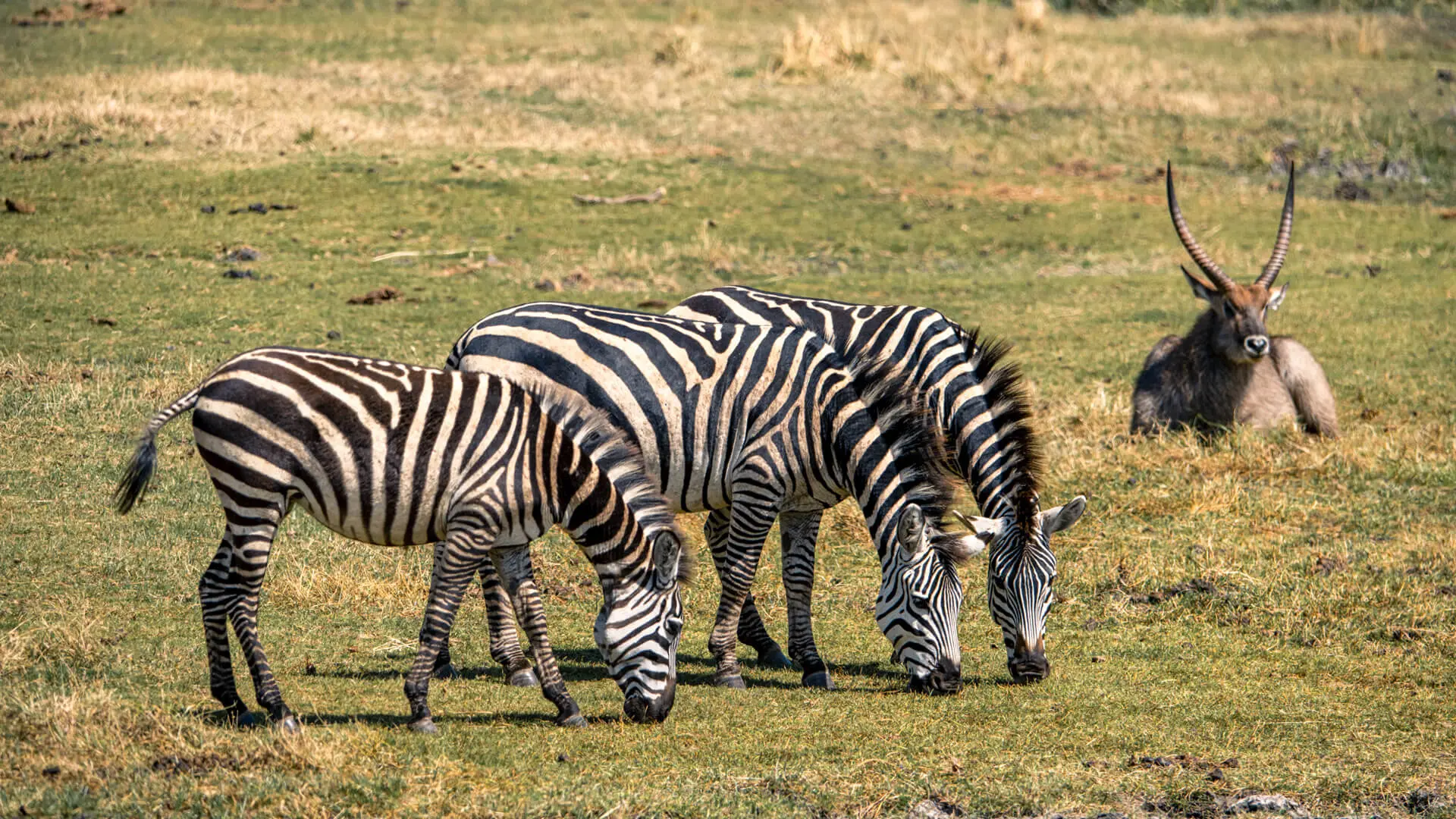 Three zebras graze while a waterbuck look on - Ngorongoro, Tanzania