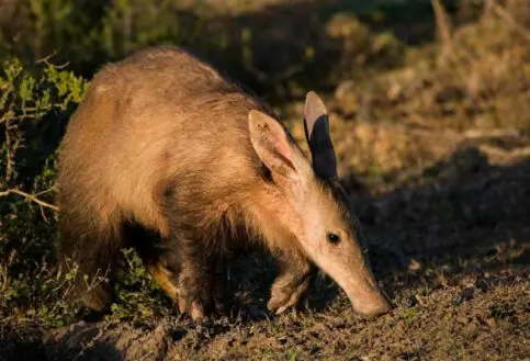 aardvark