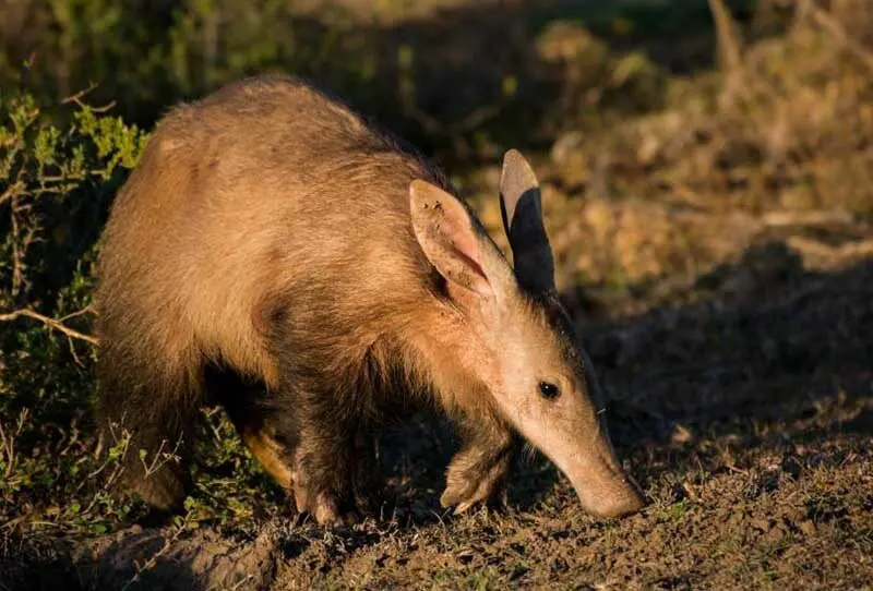aardvark