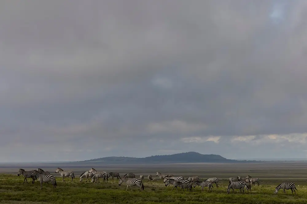A herd of zebra arriving for the Great Migration