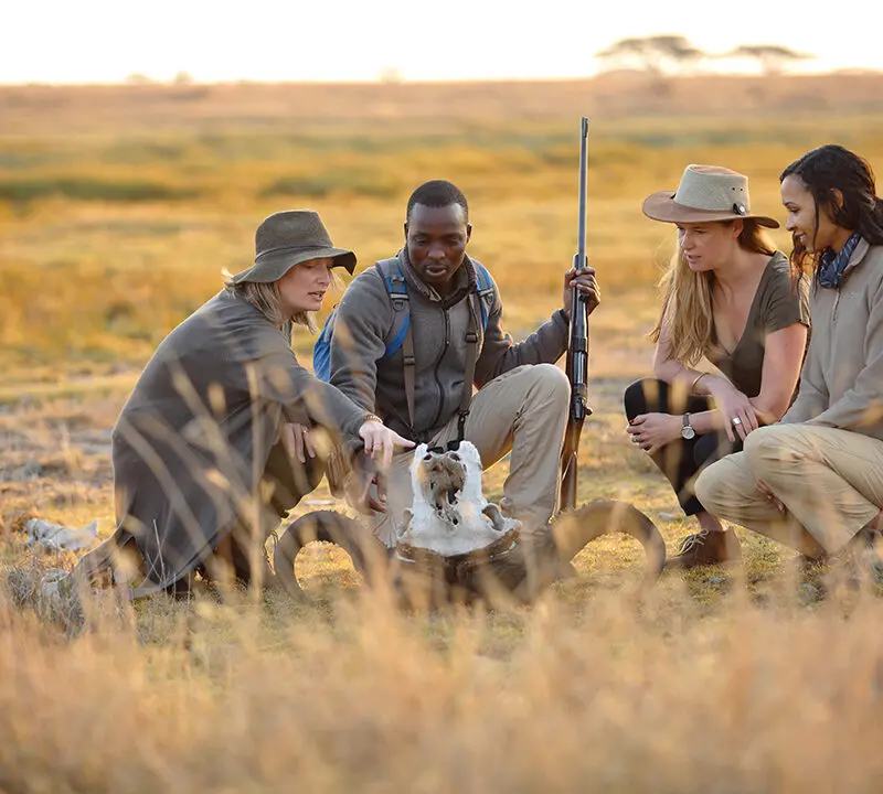 Walking safari, guide showing guests a buffalo skull, Serengeti National Park, Tanzania