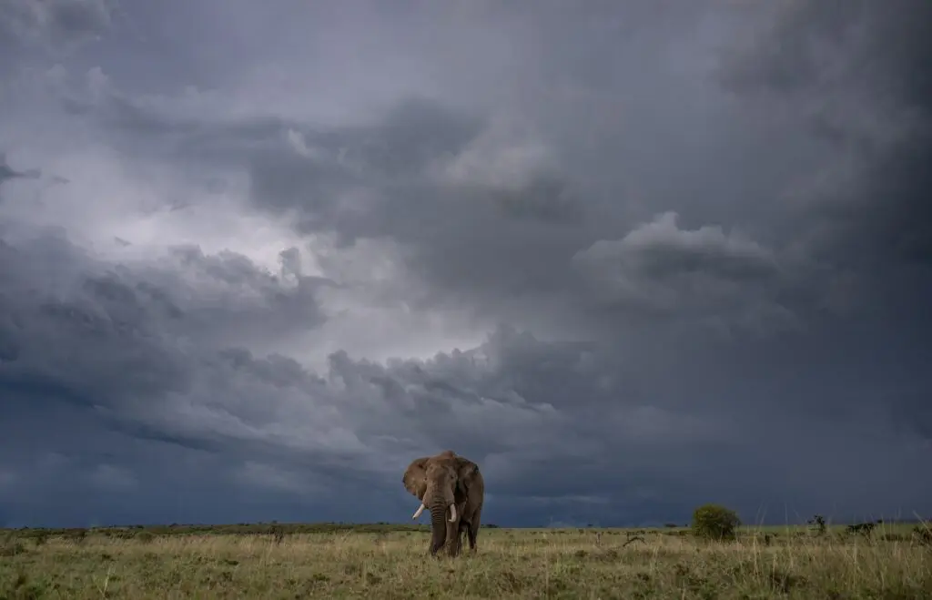 An elephant roams the dark plains as grey clouds fill the sky